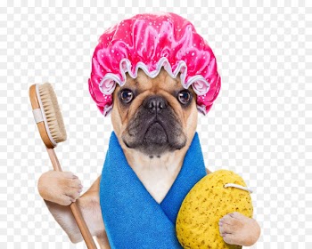 French Bulldog Dog grooming Pet Dog daycare - Cute dog 
