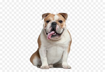 French Bulldog Old English Bulldog Pug American Bulldog - dog 