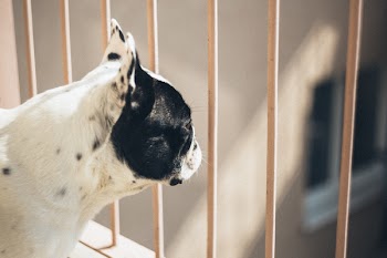 French bulldog on a balcony