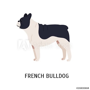 French Bulldog or Frenchie