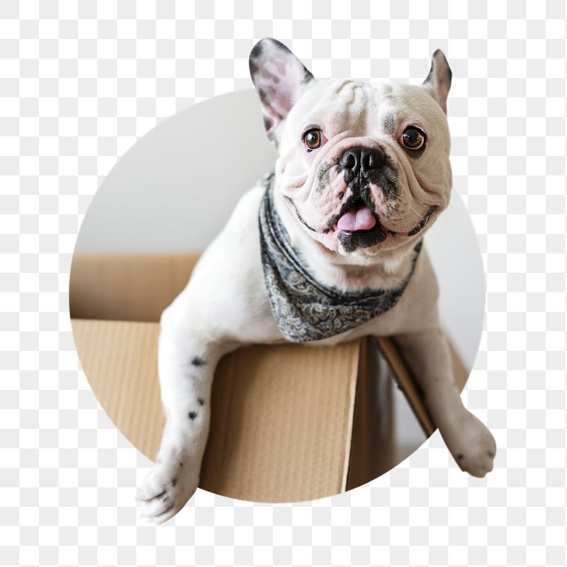 French Bulldog png badge sticker, | Free PNG - rawpixel
