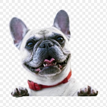 French bulldog png, dog, transparent | Free PNG - rawpixel