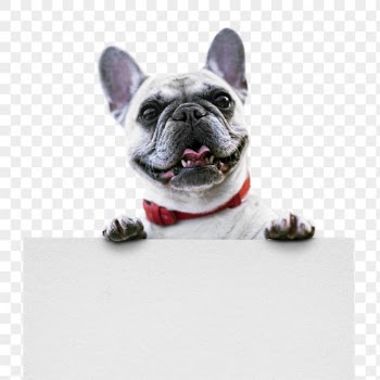 French bulldog png, dog, transparent | Free PNG - rawpixel