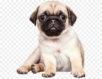 French Bulldog png download - 624*697 - Free Transparent Puppy png ...