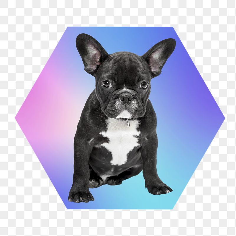 French bulldog png, hexagon badge | Free PNG - rawpixel