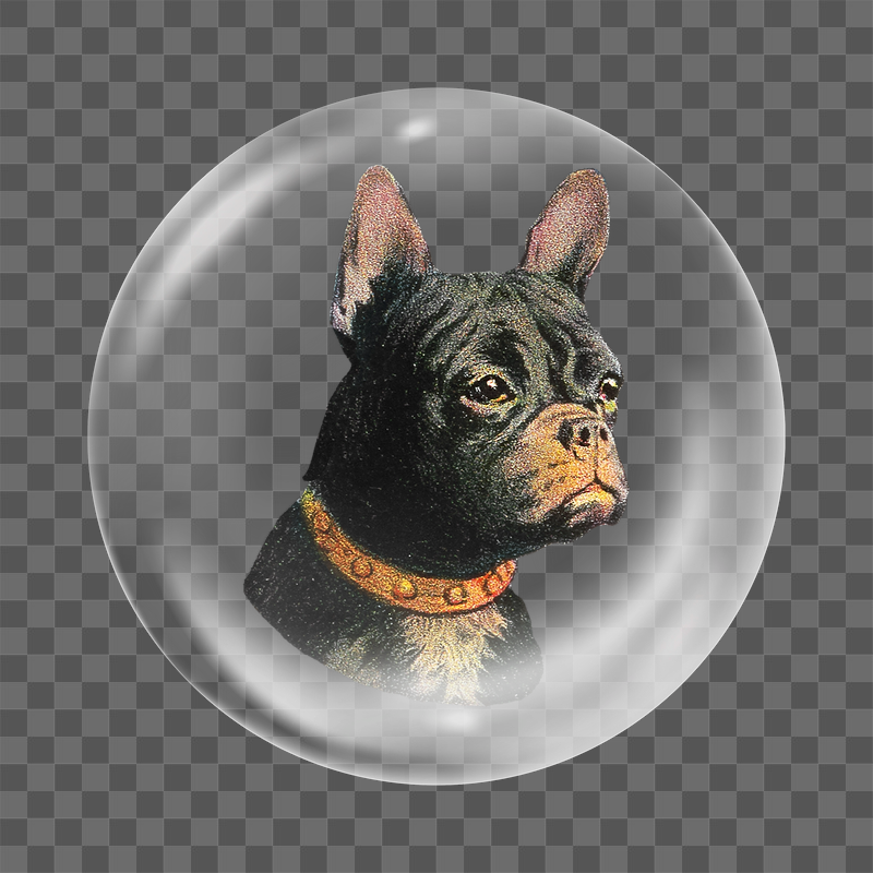 French bulldog png sticker, bubble | Free PNG - rawpixel