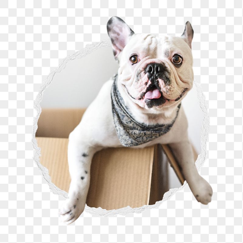 French Bulldog png sticker, pet | Free PNG - rawpixel