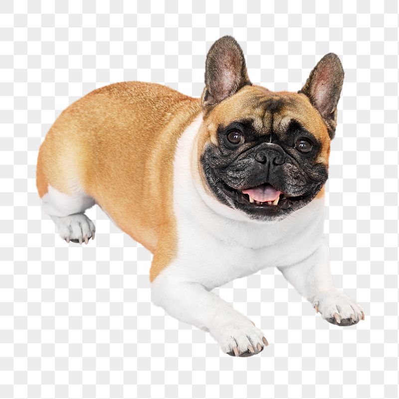 French bulldog png sticker, transparent | Free PNG - rawpixel