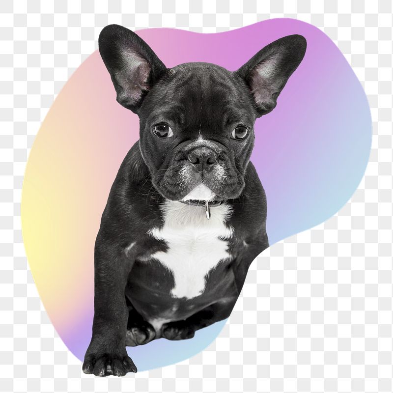 French bulldog png, transparent background | Free PNG - rawpixel