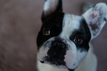 French Bulldog portrait