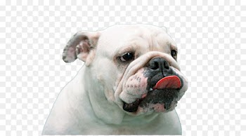 French Bulldog Pug Puppy Tongue - White dog tongue 