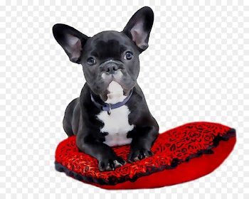 French Bulldog Puppy Birthday OdoBan 32 oz. Pet Oxy Stain Remover -  