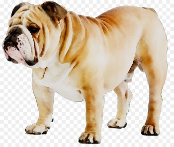 French Bulldog Puppy Dog breed American Bulldog -  