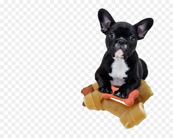 French Bulldog Shar Pei Bichon Frise Puppy - FRENCH BULLDOG 