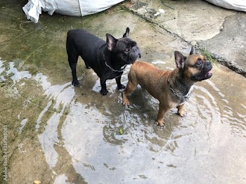 French bulldog stay in dirty flood, after the lot rain, be careful of leptospirosis