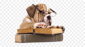 French Bulldog The Battle of the Books Reading - dog 