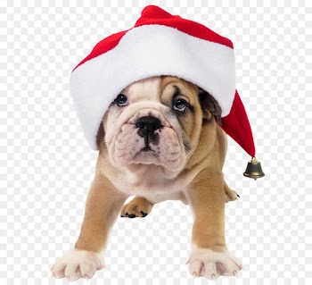 French Bulldog Toy Bulldog Santa Claus Puppy - Cute Dog with Santa Hat Transparent PNG Picture 