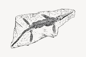 French fossil clipart, drawing illustration | Free Vector Illustration - rawpixel