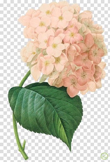 French hydrangea Botanical illustration Botany Printmaking Canvas print, painting transparent background PNG clipart