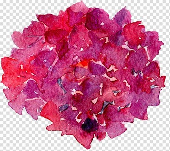 French hydrangea Flower, background floral botanical watercolor flowers transparent background PNG clipart