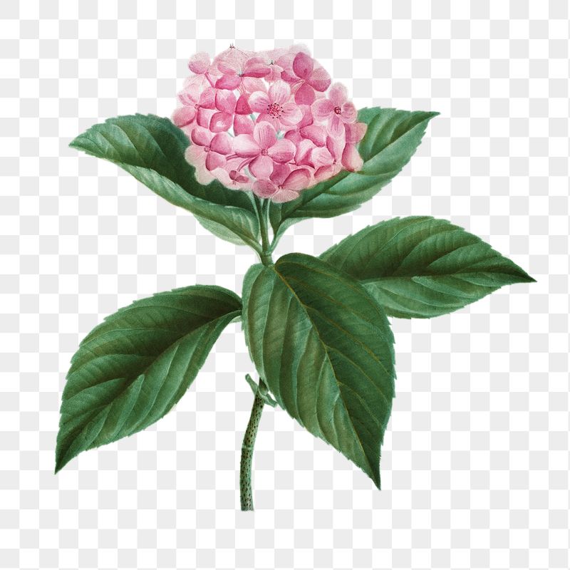 French hydrangea png flower sticker | Free PNG - rawpixel