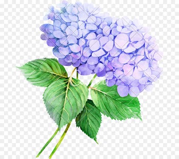 French Hydrangea, Watercolor Painting, Flower, Flowering Plant PNG