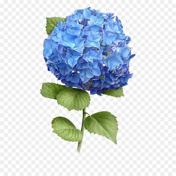 French hydrangea Watercolor painting Watercolor: Flowers Botanical illustration - crossbones 
