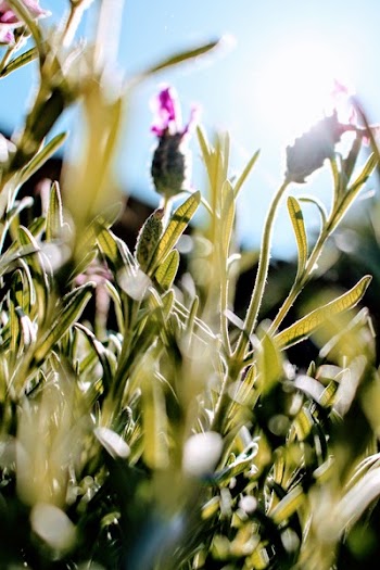 French Lavender Flowers Selective-focus Photography at Daytime