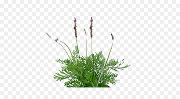 French Lavender, Succulent Plant, Plants, Flower, Flowering Plant PNG