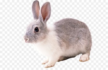 French Lop Cottontail rabbit European rabbit - Rabbit PNG image 
