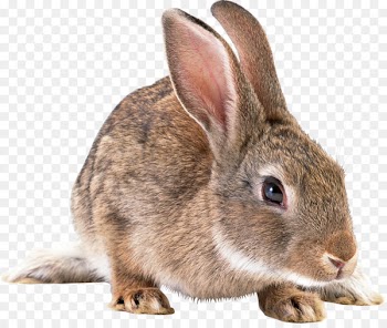 French Lop Easter Bunny Cottontail rabbit European rabbit - bunny 