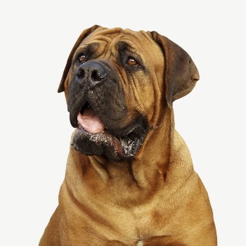 French mastiff dog collage element | Free PSD - rawpixel
