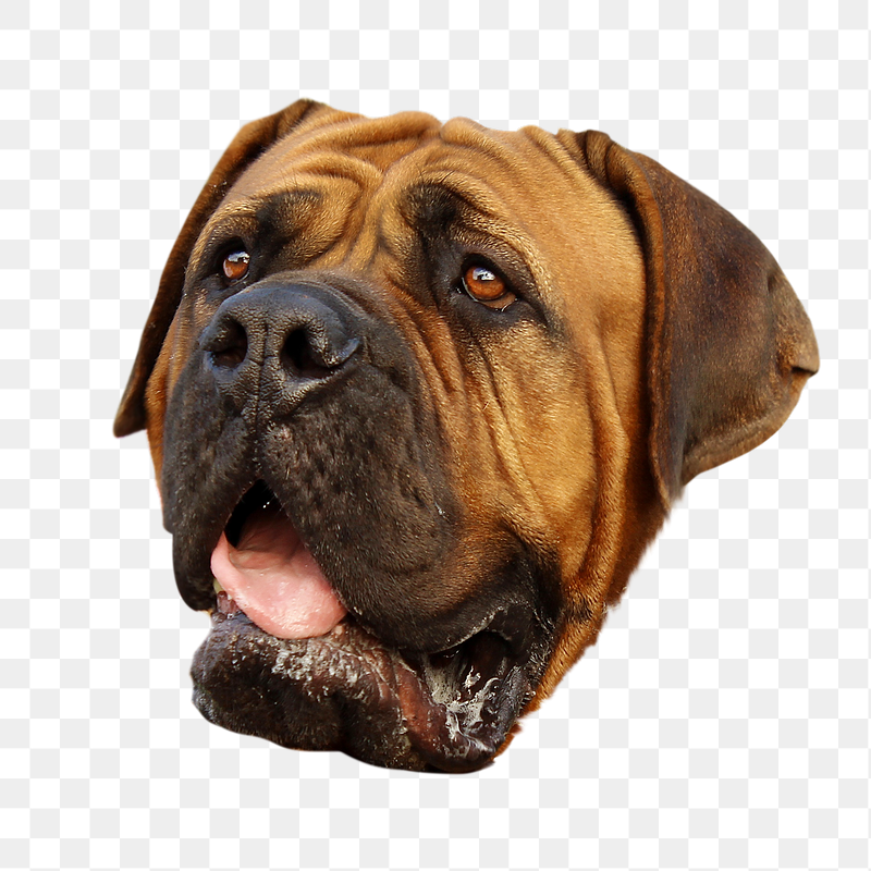 French mastiff dog png sticker, | Free PNG - rawpixel