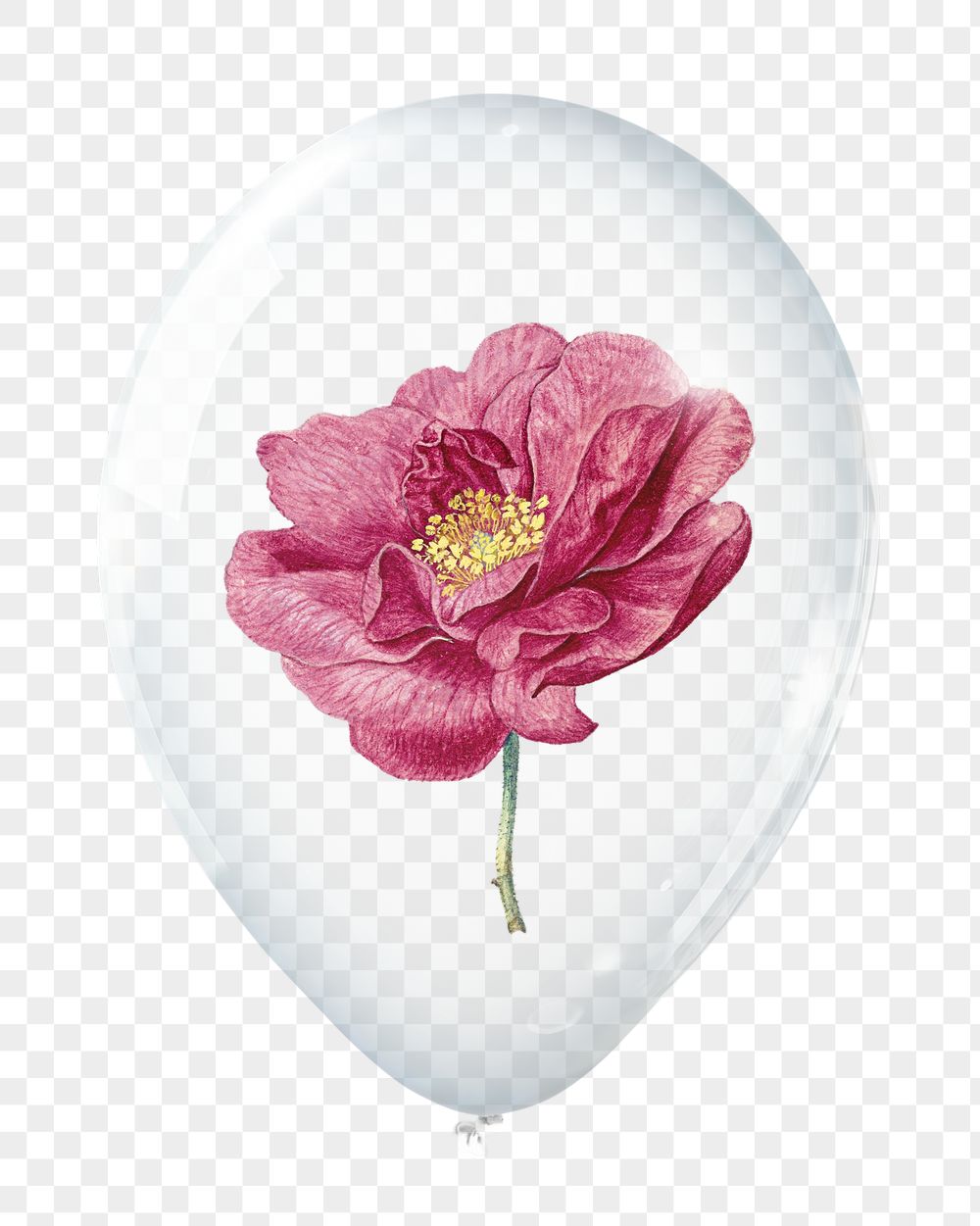 French rose png, flower in clear | Free PNG - rawpixel