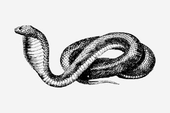 French snake drawing, vintage animal | Free Photo - rawpixel