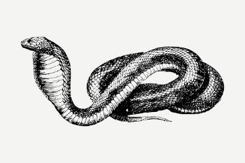 French snake drawing, vintage animal | Free PSD - rawpixel