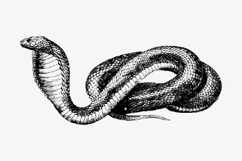 French snake drawing, vintage animal | Free Vector - rawpixel