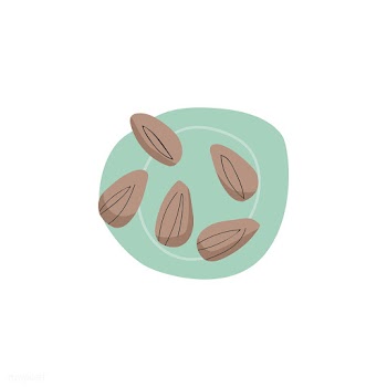 Fresh almonds healthy ingredient vector | Free stock vector - 516584