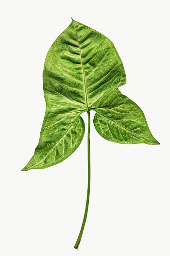 Fresh Alocasia leaf transparent png | Free  transparent png - 2225820