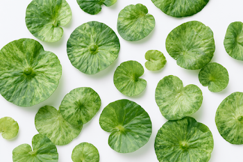 Fresh Aquatic Leaves Flat Lay