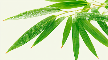 Fresh Bamboo Leaves with Dew Drops