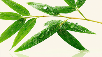 Fresh Bamboo Leaves with Morning Dew