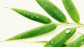 Fresh Bamboo Leaves with Morning Dew