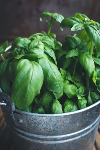 Fresh basil in a bucket 