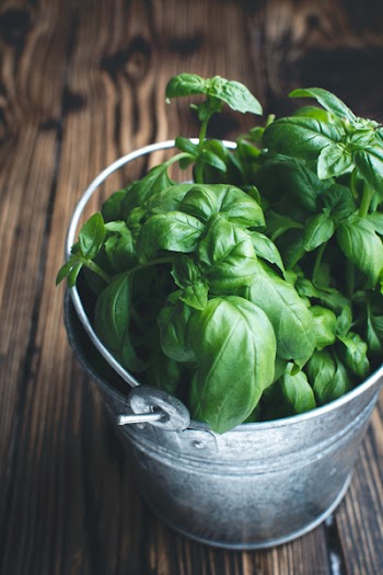 Fresh basil in a bucket 