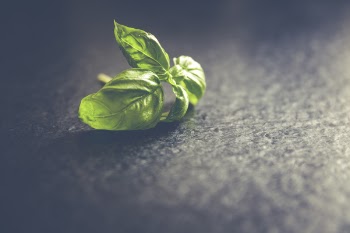Fresh basil leafs close up 