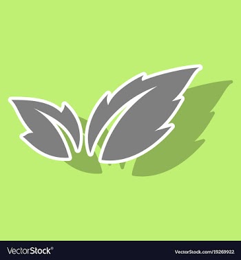 Fresh basil leaves icon sticker of basil leaves vector image