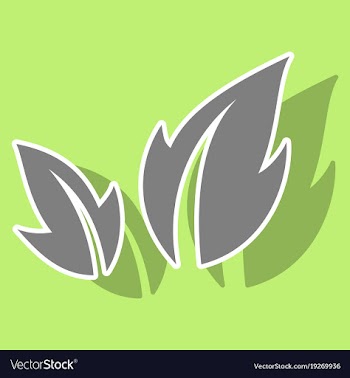 Fresh basil leaves icon sticker of basil leaves vector image