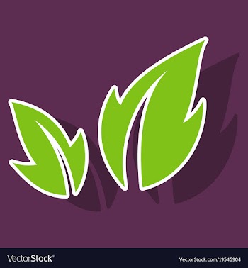 Fresh basil leaves icon sticker of basil leaves vector image