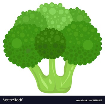 fresh broccoli icon broccoli